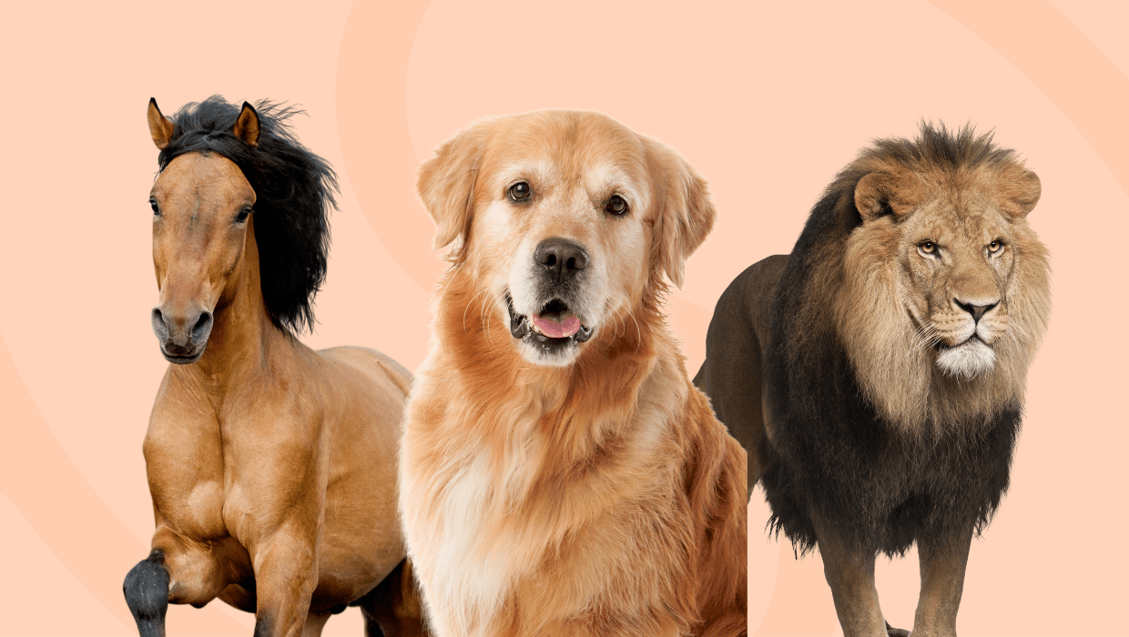 Spirit Animals of the 16 Personality Types