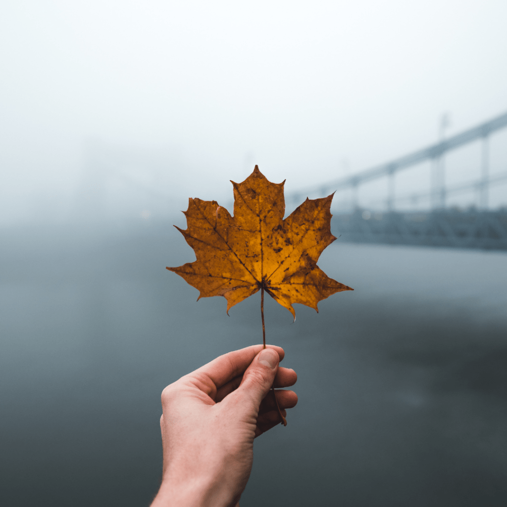 Leaf