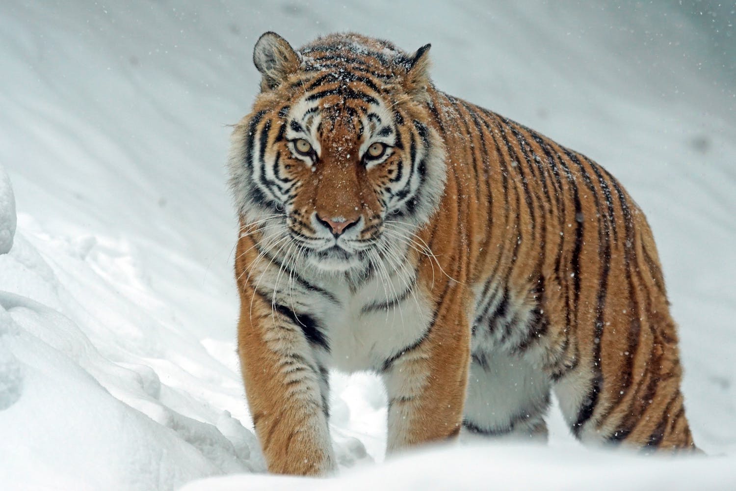 Tiger Spirit Animal
