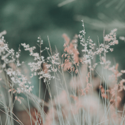 Introverted Feeling cognitive function